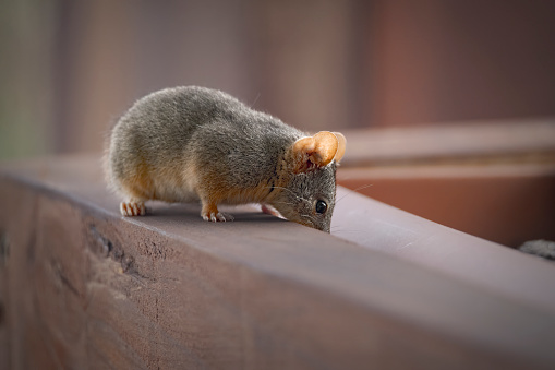 Yellow-footed antechinus close up