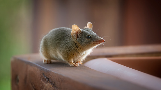 Yellow-footed antechinus close up