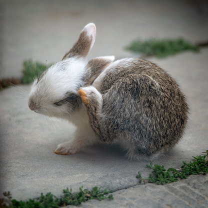 Baby cotton tail rabbit outdoors on rural property