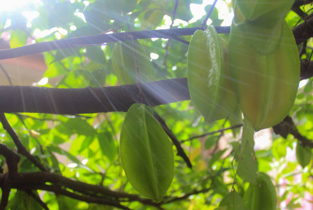 A close-up photo of star fruit that has the Latin name Averrhoa carambola, emitting morning sunlight.
