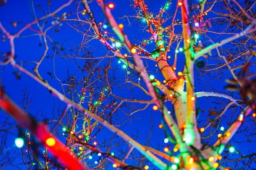 Christmas Holiday Lights in Aspen Tree - Blue skies at twilight dusk blue hour with twinkling colorful lights decorating tree trunk.
