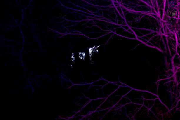 In the photo, a majestic unicorn is seen standing amidst the trees in the dark. The unicorn’s white coat contrasts beautifully with the dark surroundings, and its horn is visible in the picture. The image evokes a sense of mystery and wonder