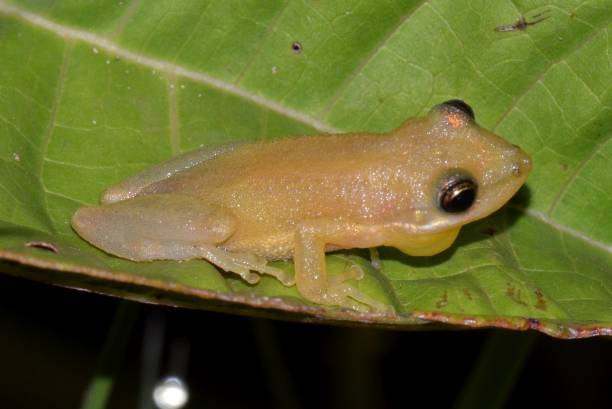istock Amphibian of Brazil 1900974285