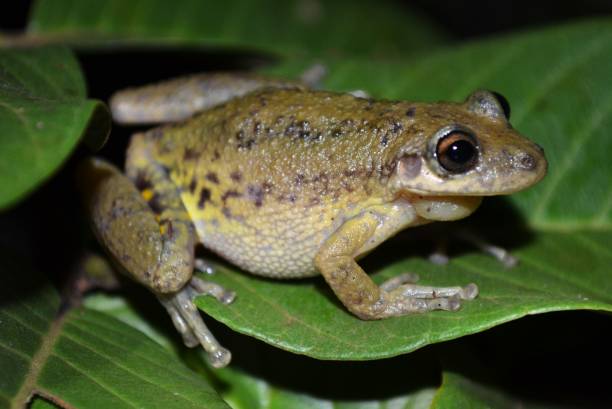 Amphibians of Brazil