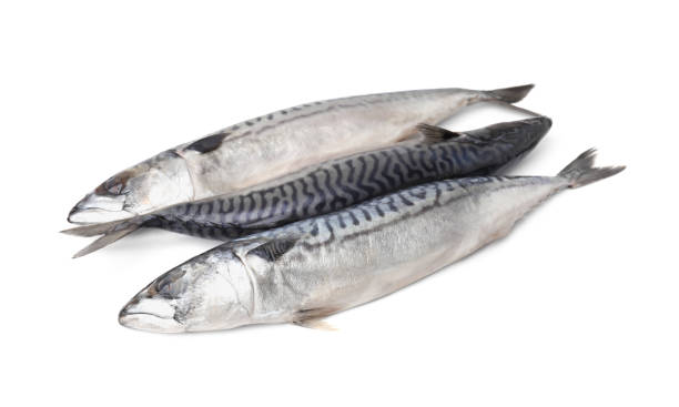 istock Many tasty salted mackerels isolated on white 1900985108