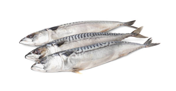 istock Many tasty salted mackerels isolated on white 1900985640