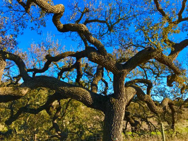 istock Central Coast Landscape of California 1900993922