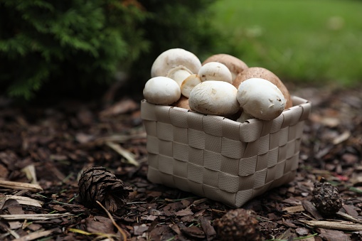 Basket of fresh champignon mushrooms in forest, space for text