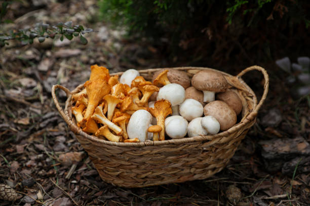 istock Wicker basket with different fresh mushrooms in forest 1900999170