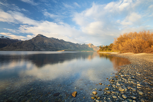 The early morning sun shines on the shoreline of Lake Wakatipu, near Queenstown in New Zealand. The sun lights up the golden trees on the shore, whereas the mountains on the other side of the lake are still in shadow. Dramatic cloud fills the sky. Taken from the 12 Mile Delta campsite, looking across the lake to Walter Peak.