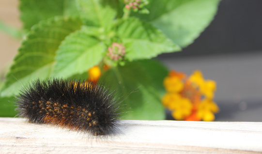 Salt Marsh Caterpillar on Wooden Fence With Yellow Flowers