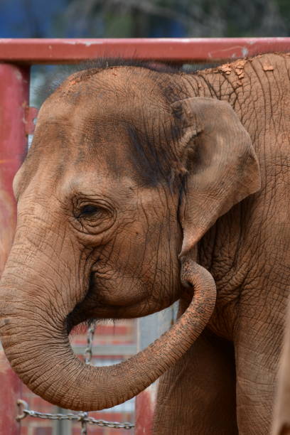 istock Elephant in Melbourne zoo Australia 1901054296