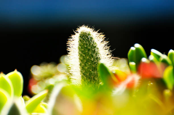 istock close up of a cactus 1901070198