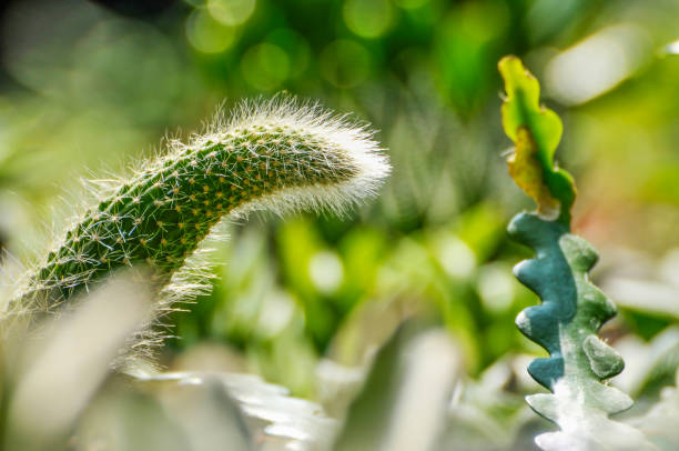 istock close up of a cactus 1901070199