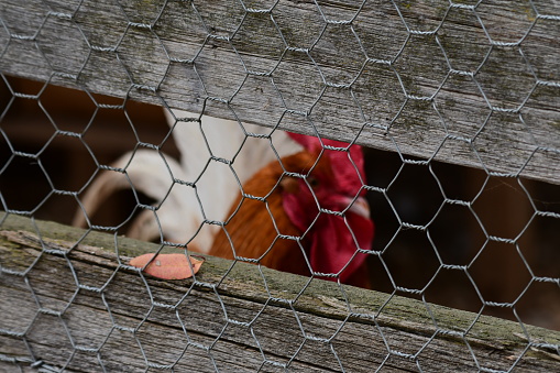 Rooster in hen house