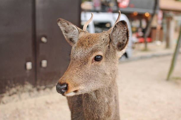 istock Deer on Miyajima Island, Hiroshima Prefecture 1901074253