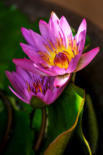 Blossoming purple waterlily