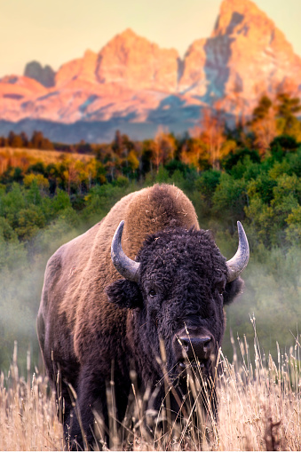 An american bison with Grand Teton in the background. Its is sunset and there is fog setting in.