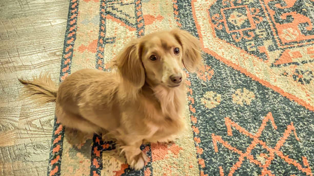 istock Long Haired Dachshund pauses for a Picture 1901103062