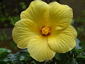 THE HIBISCUS FLOWER