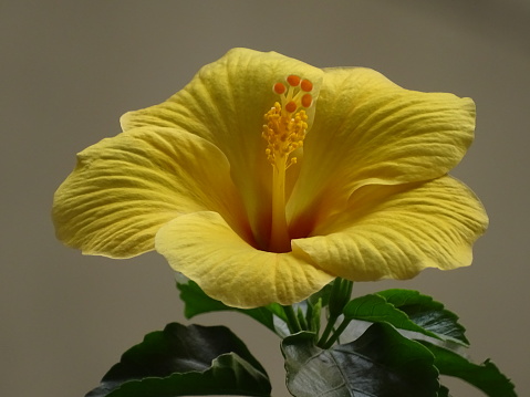 A lush orange hibiscus photographed in early morning light on the island of Kauai.