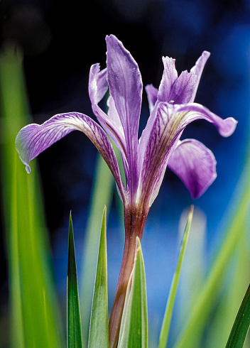 Gorgeous view of purple gladiolus flower isolated on green leaves background with rain water drops.