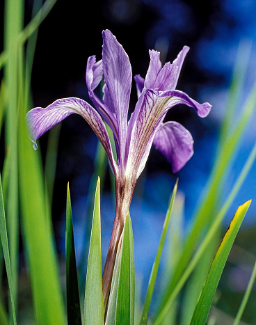 Iris macrosiphon, Bowltube Iris or long tube iris, is a flowering plant in the iris family, endemic to California.  Iridaceae.