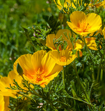 California Poppy, golden poppy, California sunlight or cup of gold.  Eschscholzia californica. Eschscholzia. californica subsp. californica var. californica. Papaveraceae. Salt Point State Park, Sonoma county, California.