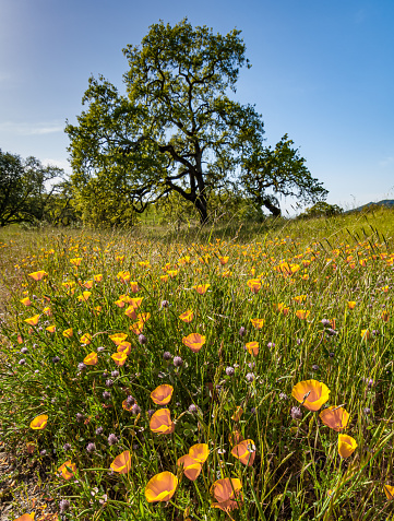 California Poppies and a Black Oak in the Crane County Park, Sonoma County, California. Eschscholzia californica and Quercus kelloggii. Springtime.