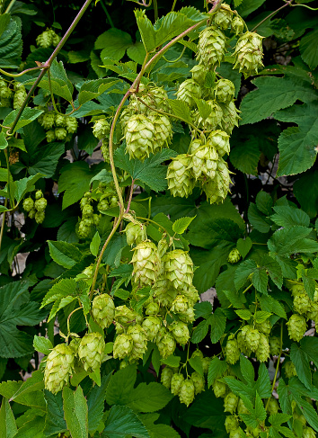 Hops are the female flower clusters (commonly called seed cones or strobiles), of a hop species, Humulus lupulus. Santa Rosa, California. Cannabaceae