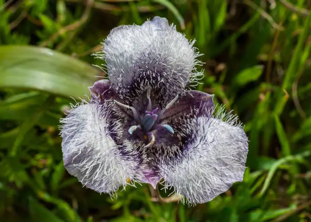 Calochortus tolmiei, Tolmie's star-tulip or pussy ears.  Salt Point State Park, Sonoma County, California. Liliaceae.