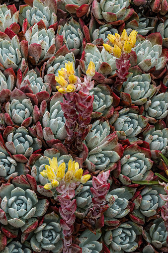 Dudleya farinosa is a succulent plant known by several common names, including bluff lettuce, powdery liveforever, and powdery dudleya. Salt Point State Park, California.