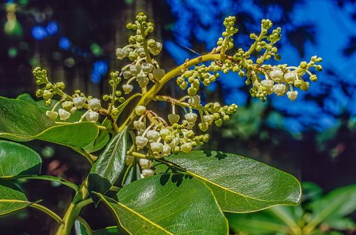 Arbutus menziesii; California; Cherry Creek; Pacific Madrone Tree with blossoms; Sonoma County; botany; day; flora; flowers; nature; no people; outdoors; photograph; photography; Santa Rosa