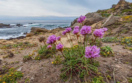 Armeria maritima,   thrift, sea thrift, and sea pink, Salt Point State Park, California coast. It is a compact evergreen perennial which grows in low clumps and sends up long stems that support globes of bright pink flowers.