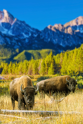 Two american bison in a filed infront of the Idaho Sawtooth Mountains.