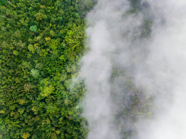 Tropical forests can absorb large amounts of carbon dioxide from the atmosphere. stock photo