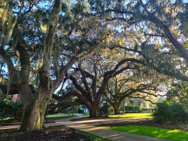 istock Coastal oaks on Jekyll Island 1901160182
