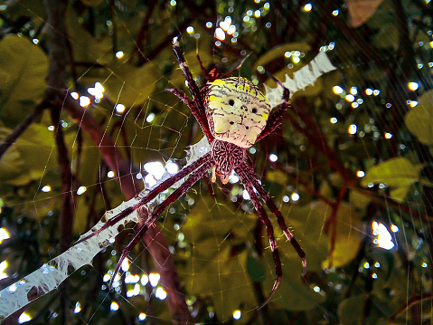 A spider is resting on its web