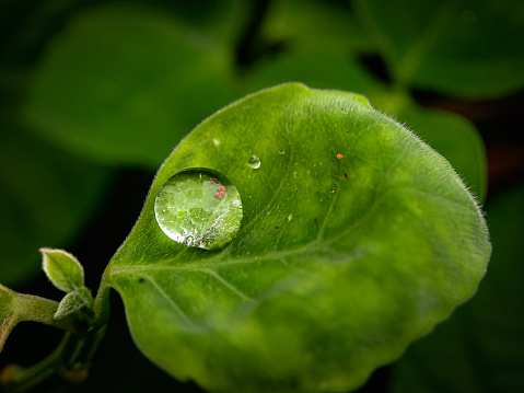 Water droplets on leaves