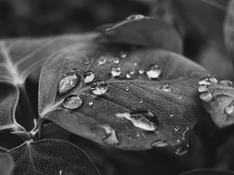Dewdrops on leaves
