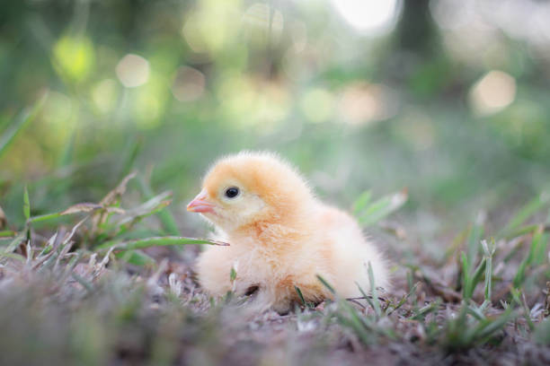 istock A chicken baby in the garden 1901229790