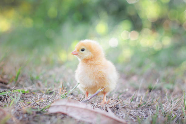 A chicken baby in the garden