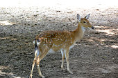 Vietnam, zoo, fawn deer with spots like in the cartoon Bambi