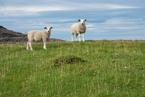 Two sheep in a pasture, Varanger Peninsula, Northern Norway