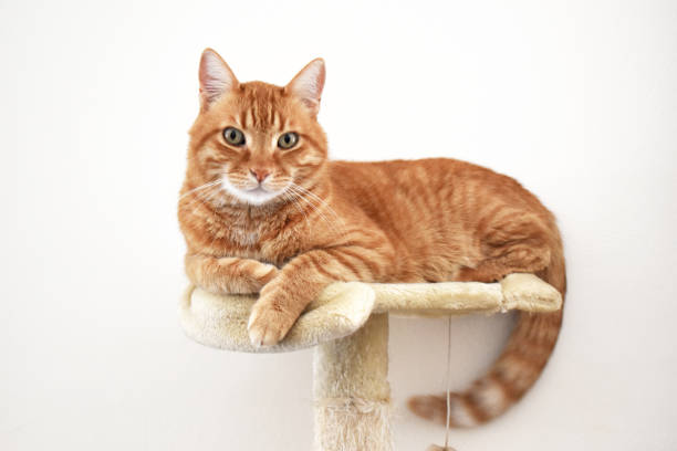 istock Ginger cat sitting on the cat activity center or tower or tree. 1901274634