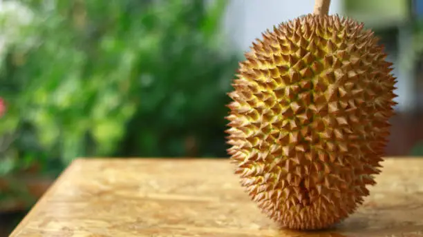 Kunyit durian or Musang King durian. It tastes delicious, thick fleshy, sweet and sticky.