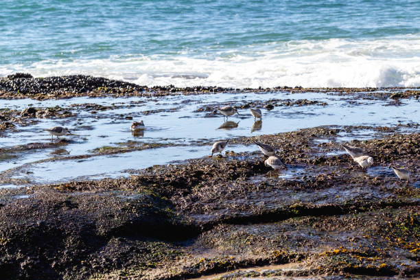 istock Group of shore birds scavenging for food 1901323007