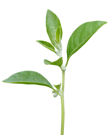 Withania somnifera, ashwagandha or winter cherry, is in Ayurveda, used in traditional medicine.
