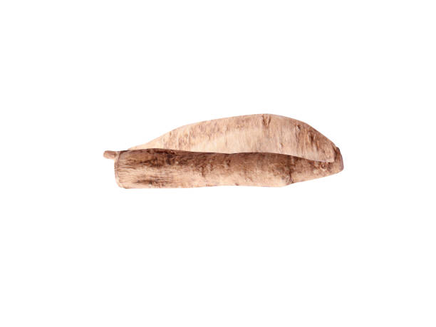 istock Withania somnifera, ashwagandha or winter cherry, 1901333758