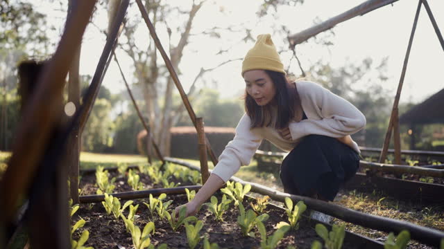 Young woman growing organic salad lettuce at home